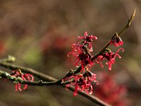 Hamamelis Birgit 2016 01 23 9168
